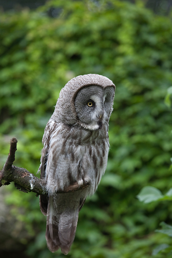 012 Puszczyk mszarny